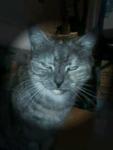 lilou