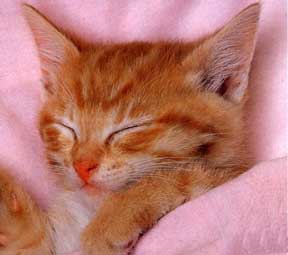 mon chat